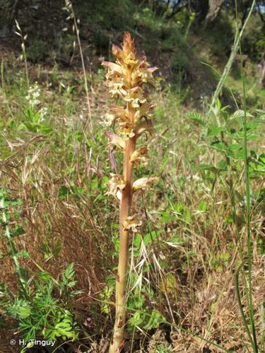 <i>Orobanche reticulata</i> Wallr., 1825 © H. Tinguy