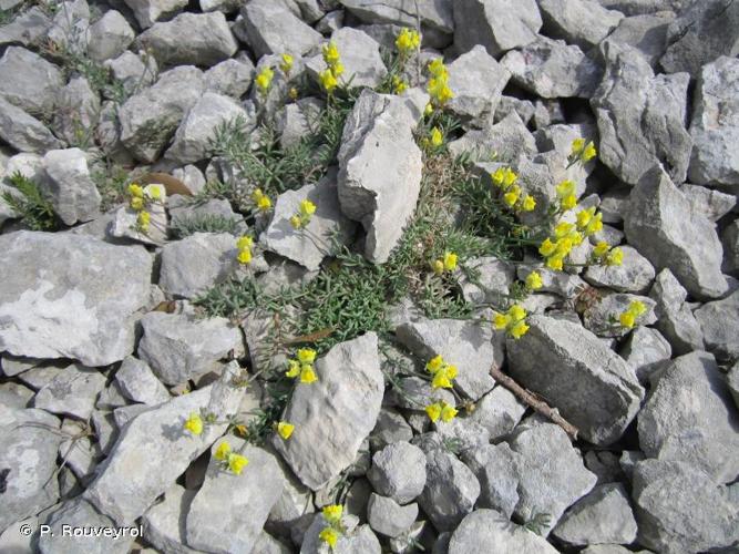 <i>Linaria supina</i> (L.) Chaz., 1790 © P. Rouveyrol