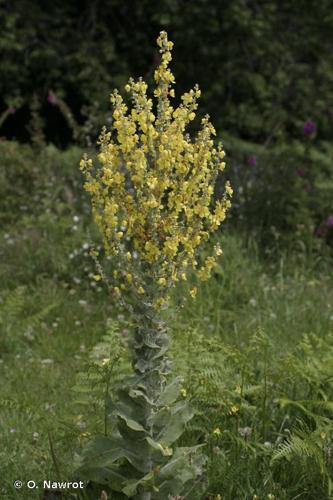 <i>Verbascum pulverulentum</i> Vill., 1779 © O. Nawrot