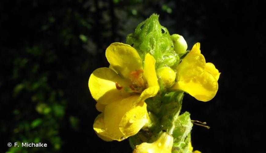 <i>Verbascum thapsus</i> L., 1753 © F. Michalke