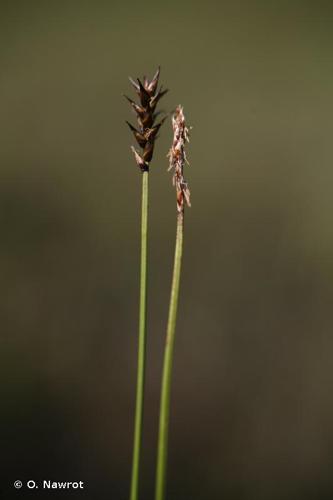 <i>Carex dioica</i> L., 1753 © O. Nawrot