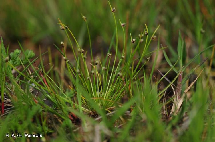 <i>Isolepis setacea</i> (L.) R.Br., 1810 © A.-H. Paradis & R. Poncet