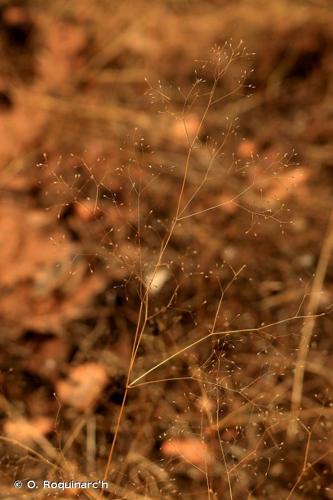 <i>Neoschischkinia elegans</i> (Thore) Tzvelev, 1968 © O. Roquinarc'h