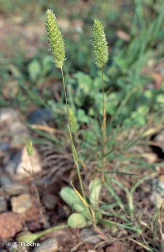 <i>Rostraria cristata</i> (L.) Tzvelev, 1971 © S. Filoche