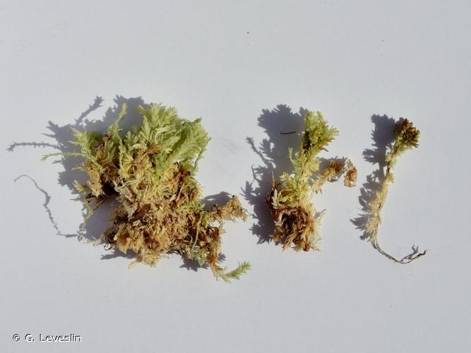 <i>Sphagnum compactum</i> Lam. & DC., 1805 © G. Leveslin