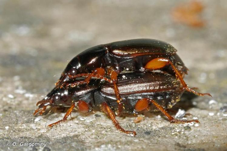 <i>Harpalus affinis</i> (Schrank, 1781) © O. Gargominy