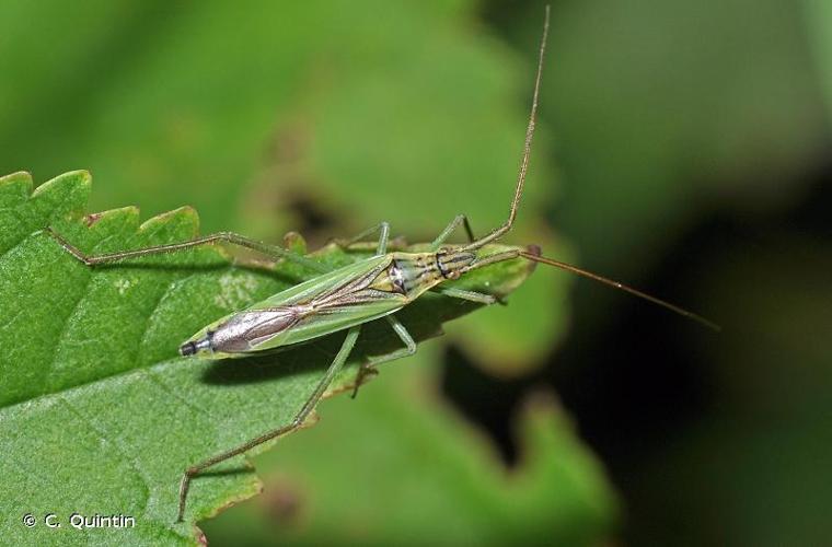 <i>Notostira elongata</i> (Geoffroy, 1785) © C. Quintin