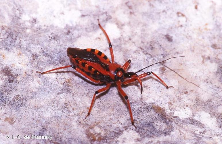 <i>Rhynocoris iracundus</i> (Poda, 1761) © J.-C. de Massary