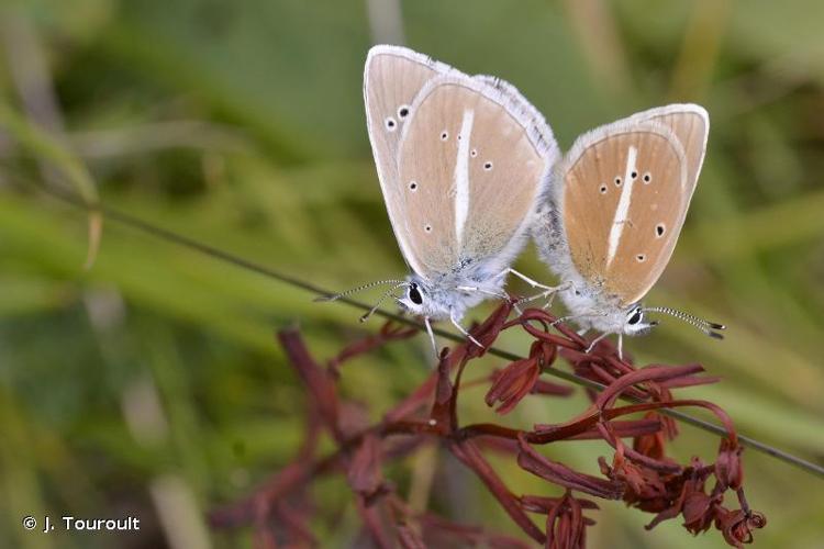 <i>Polyommatus damon</i> (Denis & Schiffermüller, 1775) © J. Touroult