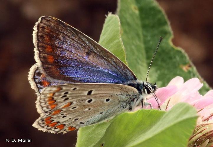 <i>Polyommatus thersites</i> (Cantener, 1835) © D. Morel