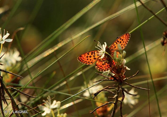 <i>Boloria selene</i> (Denis & Schiffermüller, 1775) © J. LAIGNEL