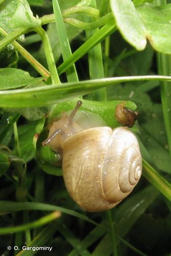 <i>Hygromia limbata sublimbata</i> (Bourguignat, 1882) © O. Gargominy