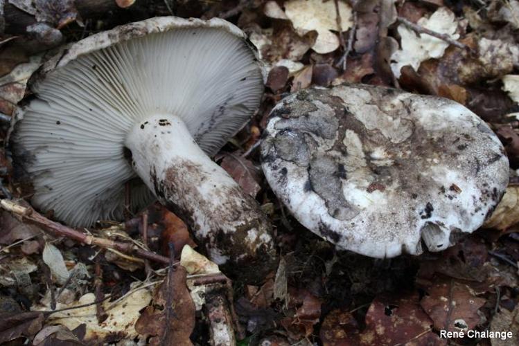 <i>Russula albonigra</i> (Krombh.) Fr. © R. Chalange