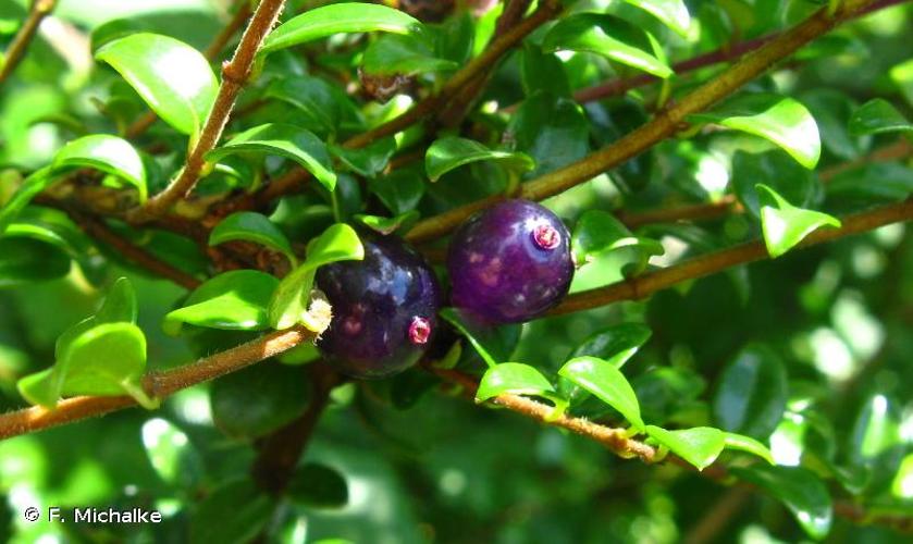 <i>Lonicera nitida</i> E.H.Wilson, 1911 © F. Michalke