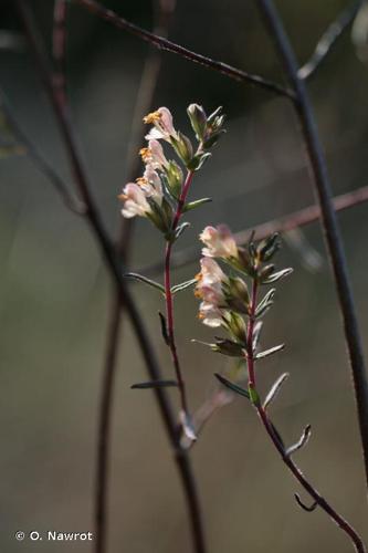 <i>Odontites jaubertianus</i> (Boreau) D.Dietr. ex Walp., 1844 © O. Nawrot