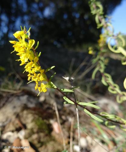 <i>Odontites luteus</i> (L.) Clairv., 1811 © P. Rouveyrol