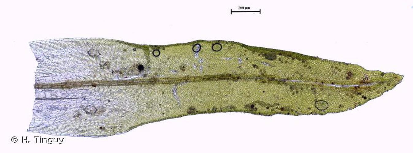 <i>Orthotrichum rogeri</i> Brid., 1812 © H. Tinguy