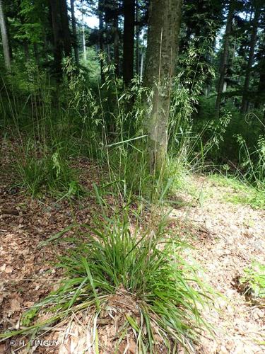 <i>Drymochloa sylvatica</i> (Pollich) Holub, 1984 © H. TINGUY