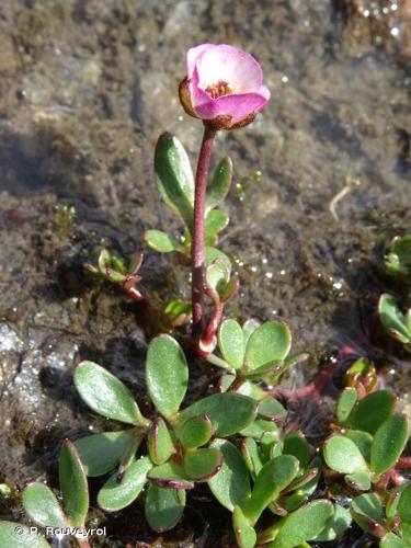 <i>Ranunculus glacialis</i> L., 1753 © P. Rouveyrol