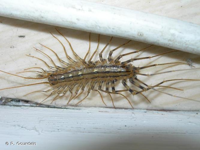 <i>Scutigera coleoptrata</i> (Linnaeus, 1758) © P. Gourdain