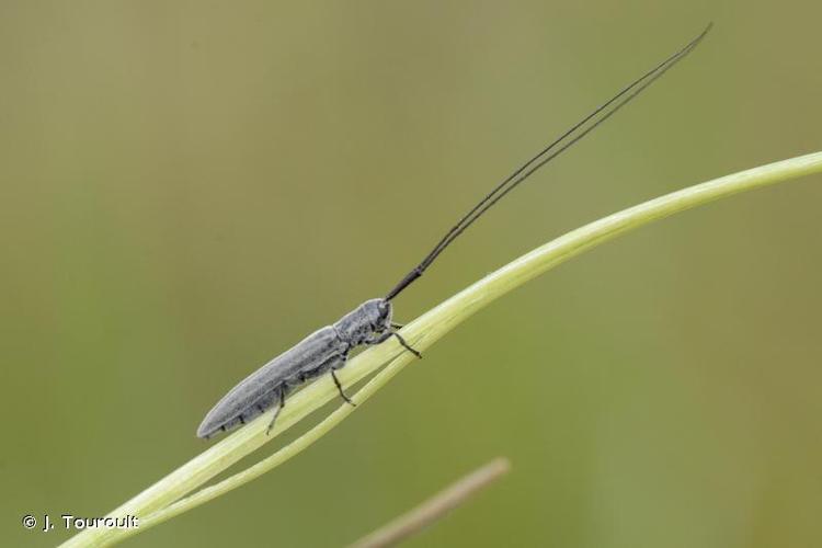 <i>Calamobius filum</i> (Rossi, 1790) © J. Touroult