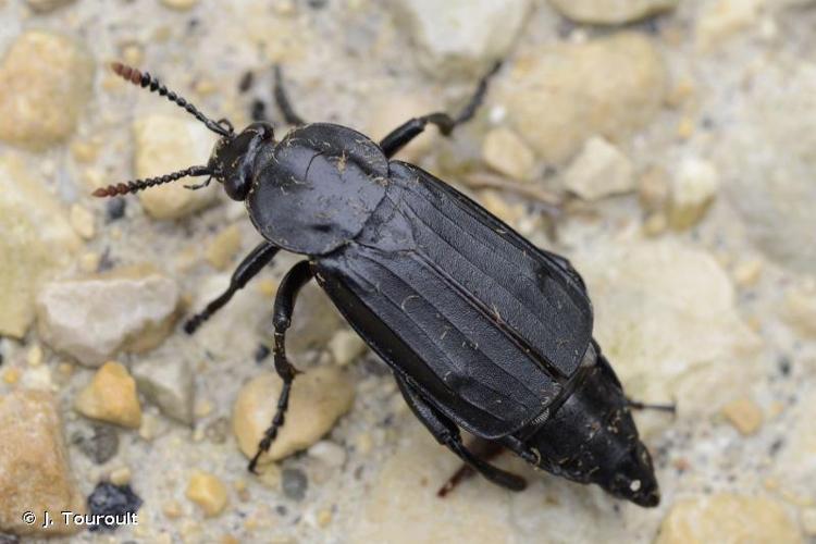 <i>Necrodes littoralis</i> (Linnaeus, 1758) © J. Touroult