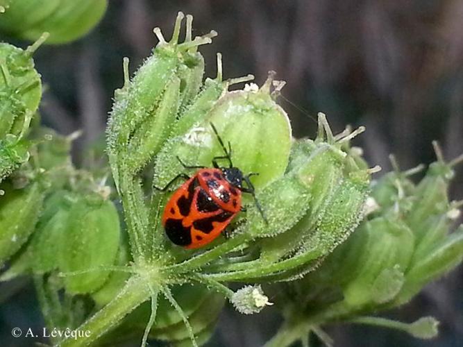 <i>Eurydema dominulus</i> (Scopoli, 1763) © A. LEVEQUE