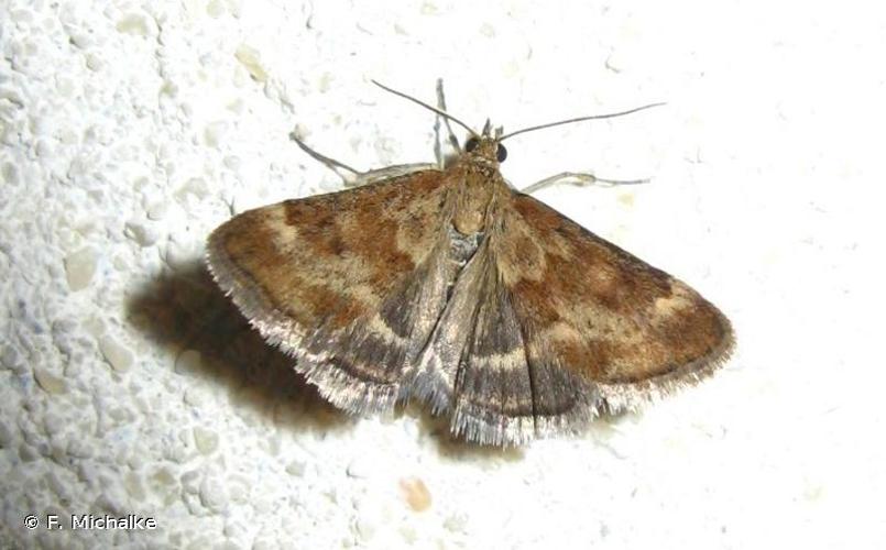 <i>Pyrausta despicata</i> (Scopoli, 1763) © F. Michalke