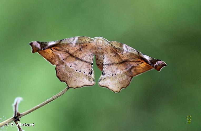 <i>Apeira syringaria</i> (Linnaeus, 1758) © P. Chatard