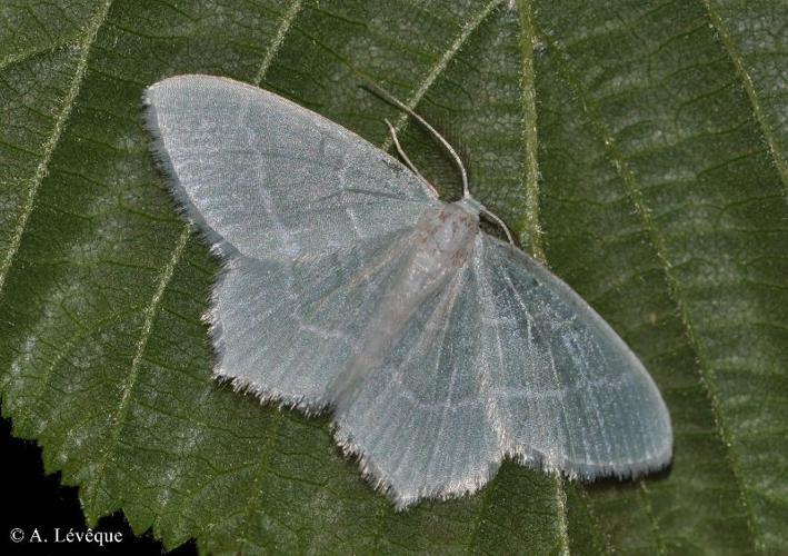 <i>Jodis lactearia</i> (Linnaeus, 1758) © A. Lévêque