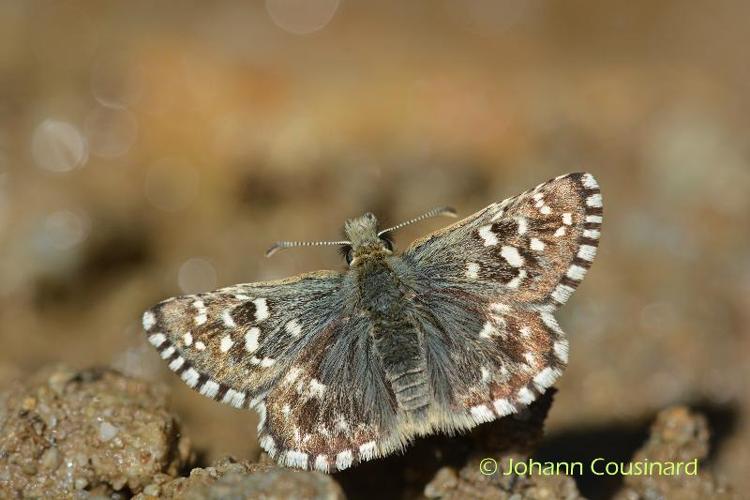 <i>Pyrgus malvoides</i> (Elwes & Edwards, 1897) © Johann Cousinard