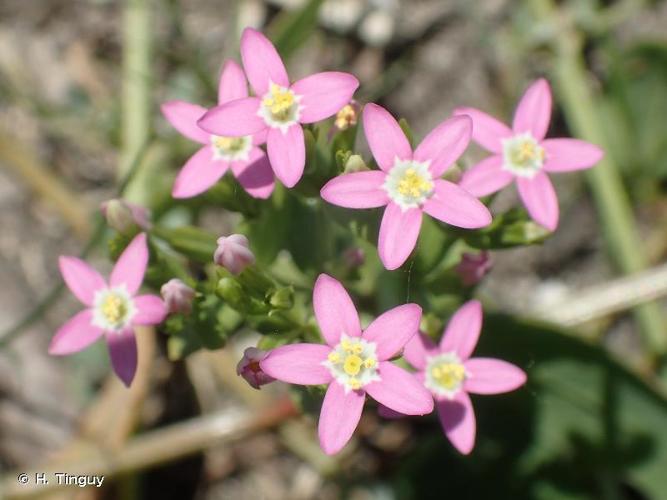 <i>Centaurium tenuiflorum </i>subsp.<i> acutiflorum</i> (Schott) Zeltner, 1970 © H. Tinguy