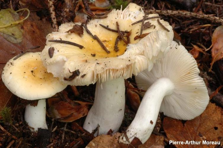 <i>Russula solaris</i> Ferdinansen & Winge © PA. Moreau