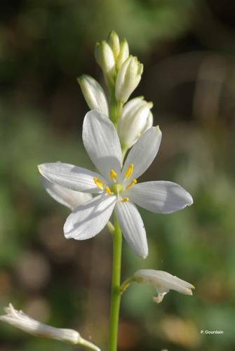 <i>Anthericum liliago</i> L., 1753 © P. Gourdain