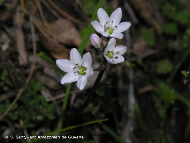 <i>Brimeura fastigiata</i> (Viv.) Chouard, 1931 © S. Sant/Parc Amazonien de Guyane