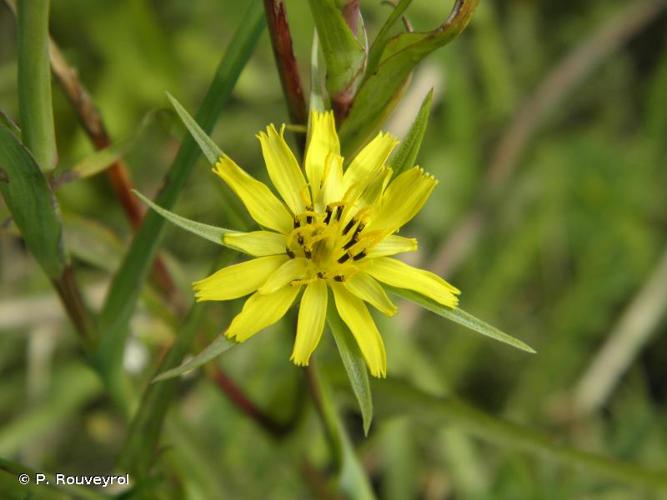 <i>Tragopogon pratensis </i>subsp.<i> minor</i> (Mill.) Hartm., 1846 © P. Rouveyrol