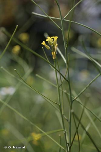 <i>Sisymbrium orientale</i> L., 1756 © O. Nawrot