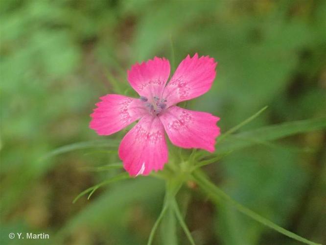 <i>Dianthus barbatus</i> L., 1753 © 