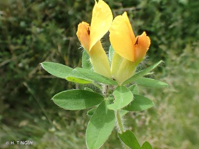 <i>Cytisus hirsutus</i> L., 1753 © H. TINGUY