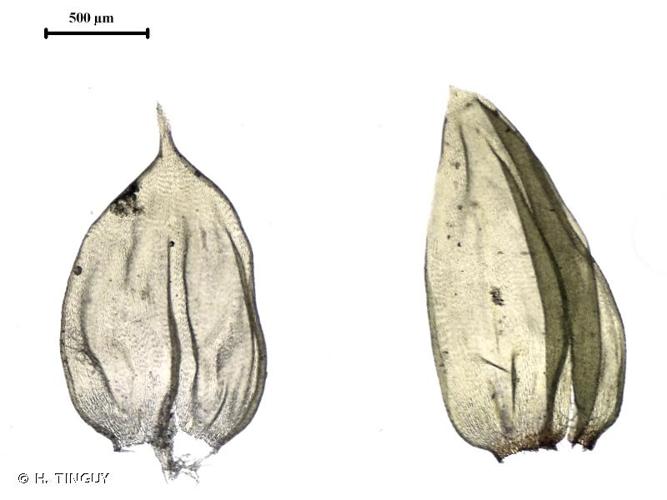 <i>Hylocomiastrum pyrenaicum</i> (Spruce) M.Fleisch. ex Broth., 1925 © H. TINGUY