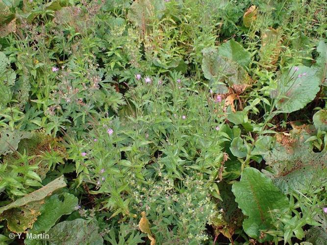 <i>Epilobium alpestre</i> (Jacq.) Krock., 1787 © 