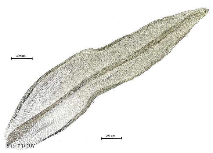 <i>Orthotrichum scanicum</i> Grönvall, 1885 © H. TINGUY
