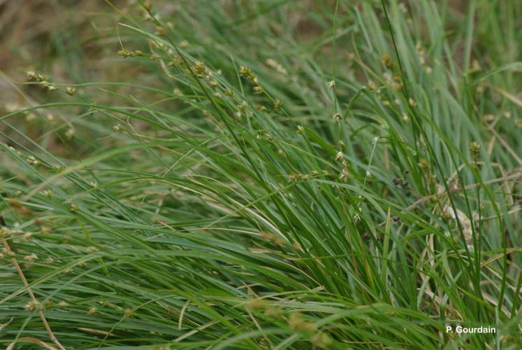 <i>Carex divulsa</i> Stokes, 1787 © P. Gourdain