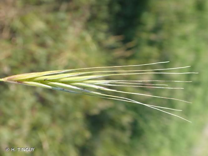 <i>Anisantha sterilis</i> (L.) Nevski, 1934 © H. TINGUY