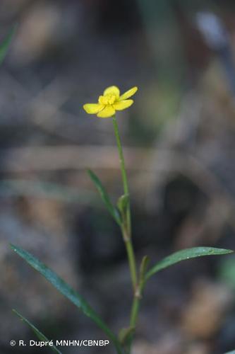 <i>Ranunculus flammula </i>L., 1753 var.<i> flammula</i> © R. Dupré MNHN/CBNBP