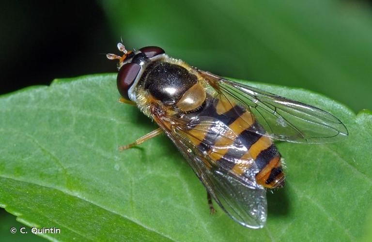 <i>Epistrophe nitidicollis</i> (Meigen, 1822) © C. Quintin