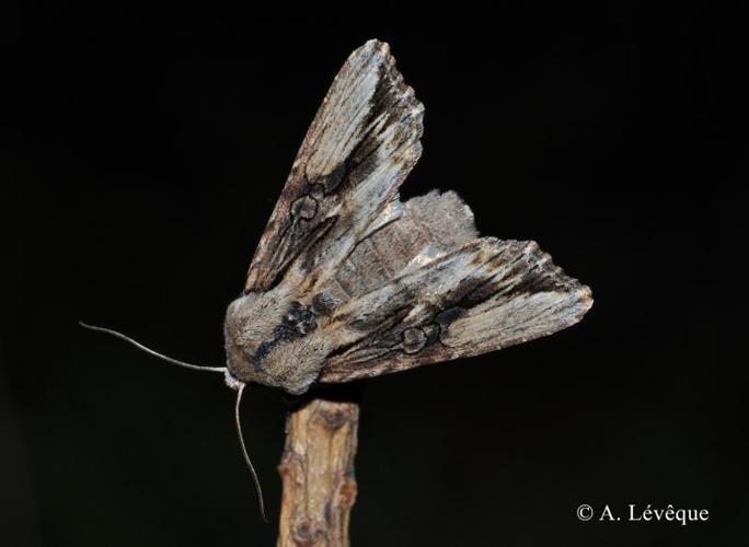 <i>Egira conspicillaris</i> (Linnaeus, 1758) © A. Lévêque