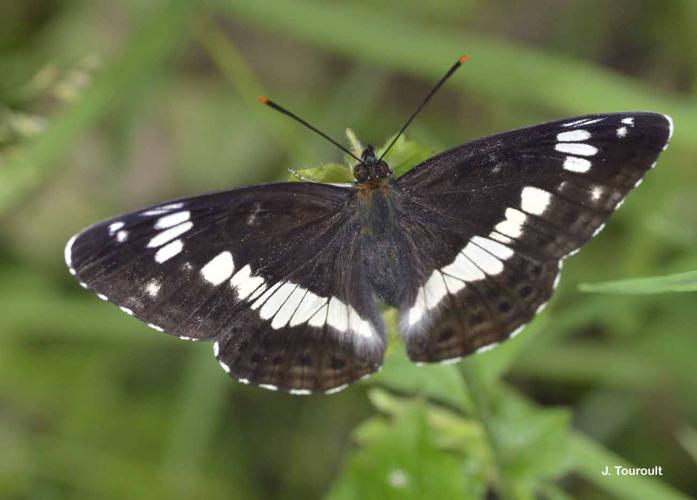 <i>Limenitis camilla</i> (Linnaeus, 1764) © J. Touroult