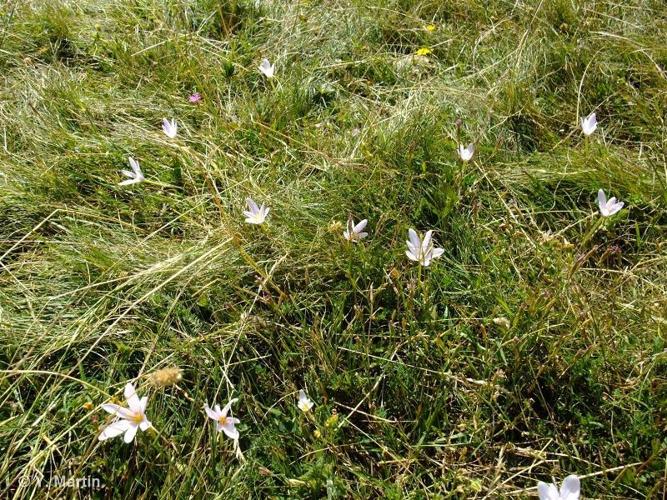 <i>Colchicum alpinum</i> DC., 1805 © 