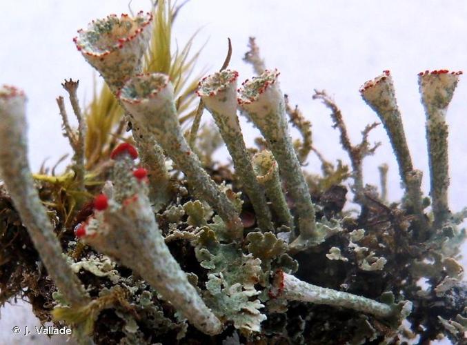 <i>Cladonia pleurota</i> (Flörke) Schaer., 1850 © J. Vallade